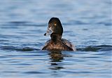 Lesser Scaupborder=